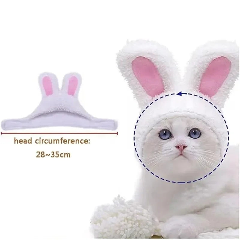 Kitty bunny ears